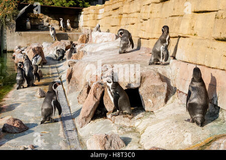 I pinguini Humboldt (Spheniscus Humboldti) presso lo zoo di Copenaghen, Danimarca Foto Stock