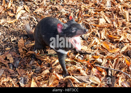 Diavolo della Tasmania presso lo zoo di Copenaghen, Danimarca Foto Stock