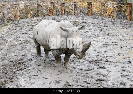 Il rinoceronte bianco presso lo zoo di Copenaghen, Danimarca Foto Stock