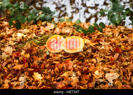 Due di colore rosso e bianco macchiato fly agaric (amanita muscaria) toadstools in caduta foglie di faggio nel bosco in autunno, Surrey, Regno Unito Foto Stock