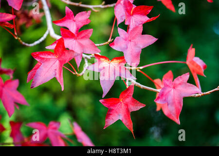 Attraenti e colorati Liquidambar styraciflua foglie su un ramo in rosso marrone colori autunnali contro uno sfondo verde nel sud-est dell'Inghilterra, Regno Unito Foto Stock