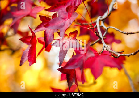 Colorato Liquidambar styraciflua foglie su un ramo in profondo rosso scarlatto i colori autunnali contro uno sfondo giallo close-up nel sud-est dell'Inghilterra, Regno Unito Foto Stock