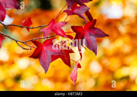 Colorato Liquidambar styraciflua foglie su un ramo in profondo rosso scarlatto i colori autunnali contro uno sfondo giallo close-up nel sud-est dell'Inghilterra, Regno Unito Foto Stock