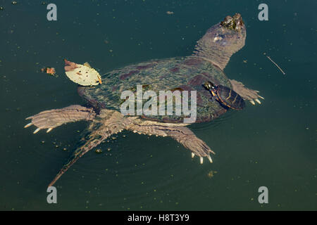 Scattare la tartaruga, Chelydra serpentina, con dipinto di turtle Chrysemys picta, su alimentazione posteriore sulle alghe Foto Stock