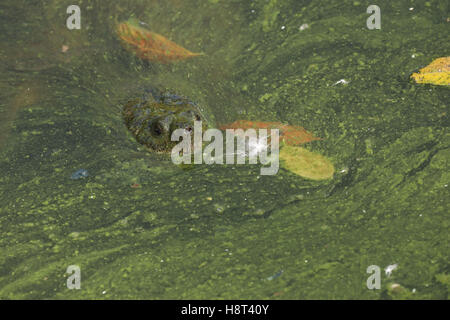 Scattare la tartaruga, Chelydra serpentina, Maryland, autunno, con feltro di alghe e foglie cadute su stagno Foto Stock