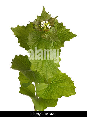 Frondose stelo verde e fiori bianchi della biennale di erbaccia senape aglio (Alliaria petiolata) nella famiglia Brassicaceae isolato Foto Stock