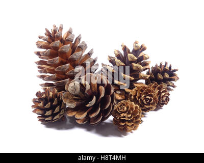 Close-up di molti colori marrone Natural dry pigne isolati su sfondo bianco Foto Stock
