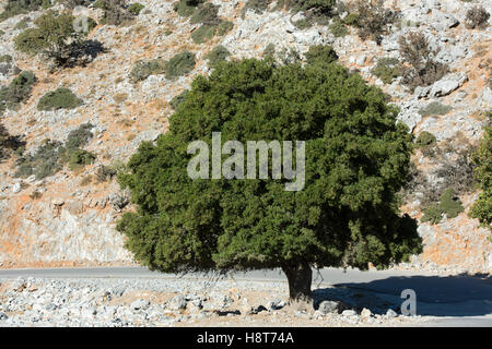 Griechenland, Kreta, Lassithi-Hochebene, Stein-Eiche an der Strasse von Geraki nach Kaminaki Foto Stock