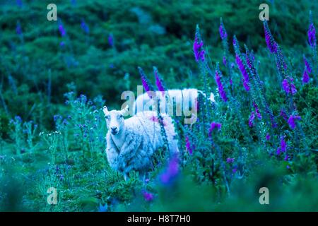 Pecore al pascolo sulle colline di Shropshire tra viola fiori blu. Foto Stock