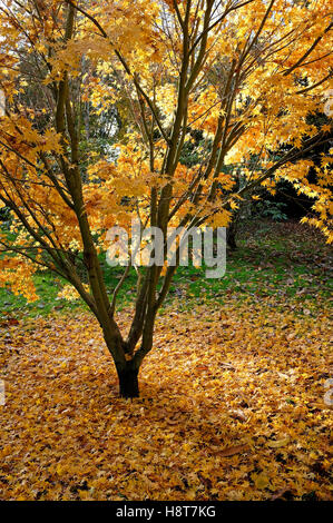 Giapponese, acer autunnale di foglie di giallo in autunno, North Norfolk, Inghilterra Foto Stock