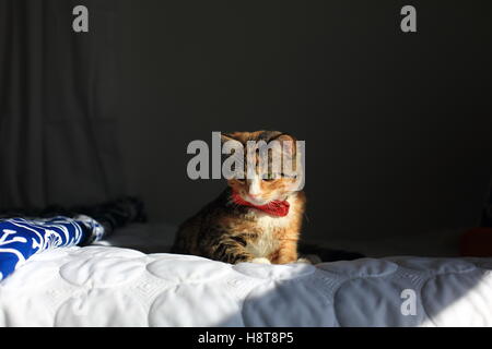 Un arancione, nero e bianco screziato housecat indossando un bowtie poggia su un letto in luce drammatica. Foto Stock