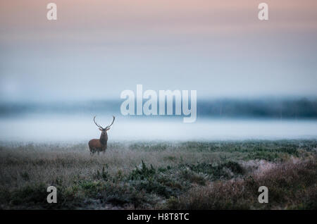 Bellissimi cervi stag sul campo nei pressi di foggy brumoso paesaggio forestale in autunno in Bielorussia. Foto Stock
