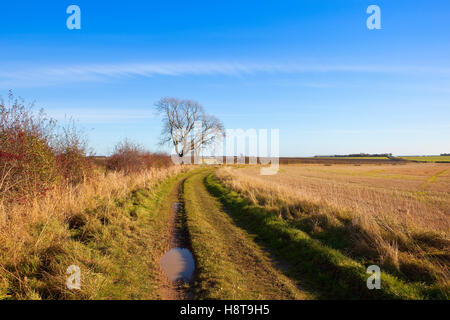 La Scenic Minster modo bridleway con biancospino siepe e maturare il frassino nel Yorkshire wolds paesaggio in autunno. Foto Stock