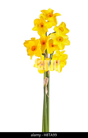 Tre steli con diversi fiori di giallo e arancione tazetta daffodil cultivar Falconet isolato su uno sfondo bianco Foto Stock