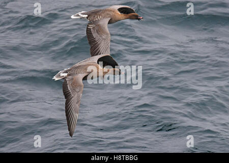 Due rosa-footed oche (Anser brachyrhynchus) in volo sopra il livello del mare Foto Stock