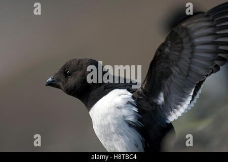 Close up little auk (Alle alle) allungando le ali sulla sporgenza di roccia nella colonia di uccelli marini Foto Stock