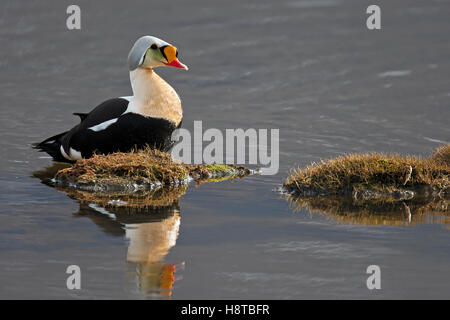 Re eider (Somateria spectabilis) maschio in stagno su tundra, Svalbard / Spitsbergen Foto Stock