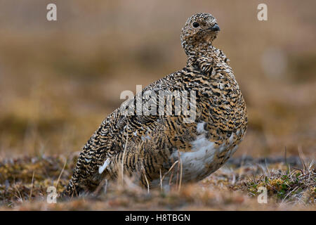 Svalbard la pernice bianca (Lagopus muta hyperborea) femmina in estate piumaggio sulla tundra, Svalbard / Spitsbergen Foto Stock