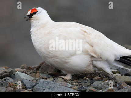 Svalbard la pernice bianca (Lagopus muta hyperborea) maschio in livrea invernale invitando la tundra, Svalbard / Spitsbergen Foto Stock