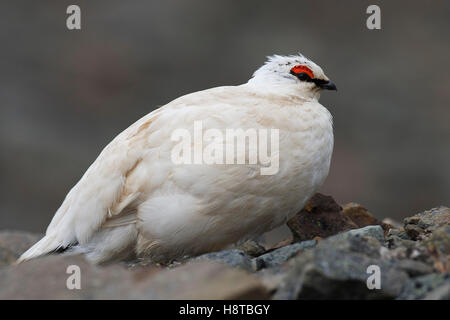 Svalbard la pernice bianca (Lagopus muta hyperborea) maschio in livrea invernale sulla tundra, Svalbard / Spitsbergen Foto Stock