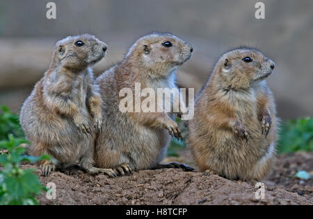 Gruppo di Black-Tailed i cani della prateria (cynomys ludovicianus) Foto Stock