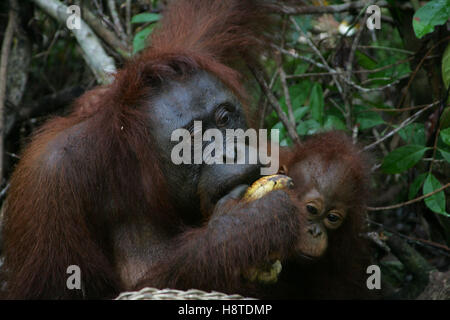 Una madre orangutan porta il suo bambino mentre si alimenta a Tanjung messa Orangutan Centro di Riabilitazione nel Kalimantan, Indonesia Foto Stock