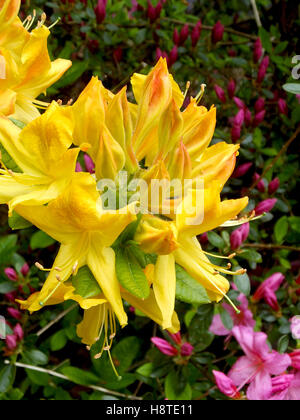 Giallo fiore di rododendro Foto Stock