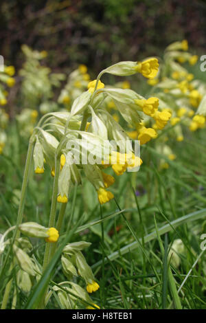 Cowslips (Primula veris) su una banchina orlo Foto Stock