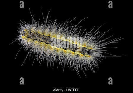 Fall webworm, Hyphantria cunea, una specie aliena introdotta in Europa Foto Stock