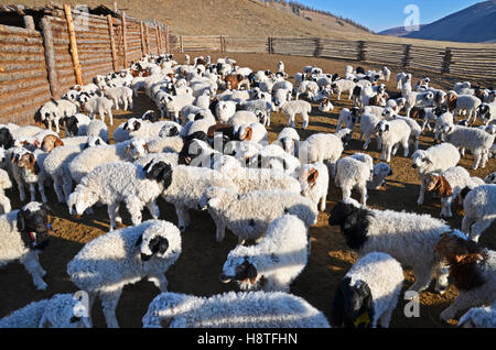 Capretti e agnelli di capra di cashmere in una penna, Mongolia Foto Stock