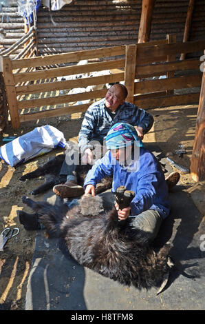 Due pastori nomadi pettine capre cashmere per la loro lana e Mongolia Foto  stock - Alamy