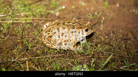 California Toad - Anaxyrus halophilus boreas, Santa Clara County, California Foto Stock
