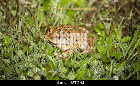 California Toad - Anaxyrus halophilus boreas, Santa Clara County, California Foto Stock