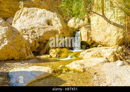 Il fiume di montagna con il piccolo cade in Ein Gedi oasi, il deserto della Giudea, Israele. Foto Stock