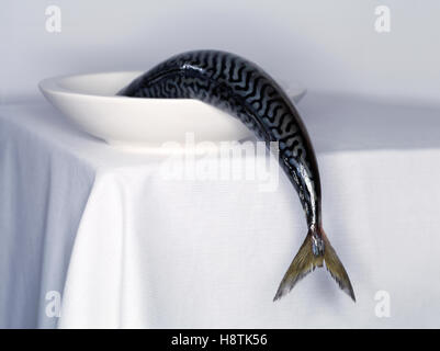 Pesce fresco su una piastra bianca su un tavolo bianco cloath