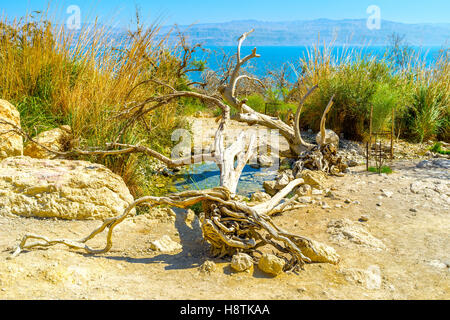 La molla di fresco nel deserto della Giudea circondato dal verde e dai morti tronchi di albero di fornire ai viaggiatori il posto per rilassarsi, Ein Gedi, ho Foto Stock