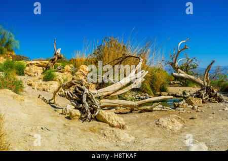 La piccola molla nel deserto della Giudea con la lussureggiante vegetazione intorno ad esso, Ein Gedi, Israele. Foto Stock