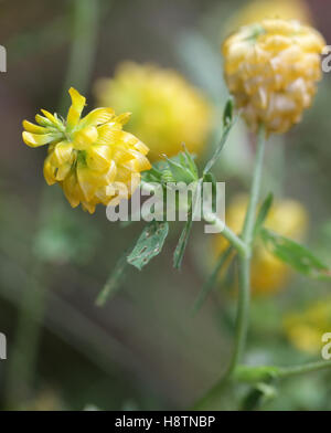 TRIFOLIUM AUREUM Golden Clover in un campo Foto Stock