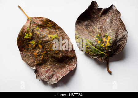 Foglie di Cydonia oblonga Meeches prolifico con evidenza di malattia ad albero Foto Stock