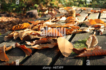 Foglie di autunno su un tavolo da picnic Foto Stock