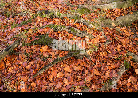 Fagus sylvatica - caduta foglie Europeo dei faggi in un bosco di latifoglie in autunno. Novembre. Hampshire, Regno Unito Foto Stock