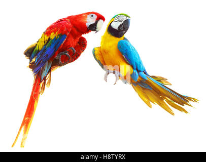 Due colorato di rosso pappagalli macaw isolati su sfondo bianco Foto Stock