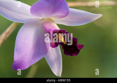 Fiori di orchidea dettaglio, Puerto Vallarta Giardini Botanici, Jalisco, Messico Foto Stock