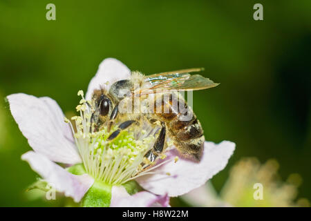 Il miele delle api sul fiore di blackberry Foto Stock