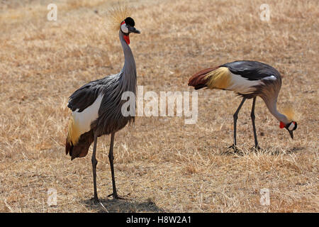 Grigio-colli gru coronata (Balearica regulorum) nella prateria a secco, il cratere di Ngorongoro, Serengeti Patrimonio mondiale dell UNESCO Foto Stock