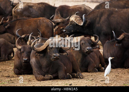 African buffalo (Syncerus caffer) allevamento in appoggio e un airone guardabuoi (Bubulcus ibis), il Lago Manyara National Park, Tanzania Foto Stock