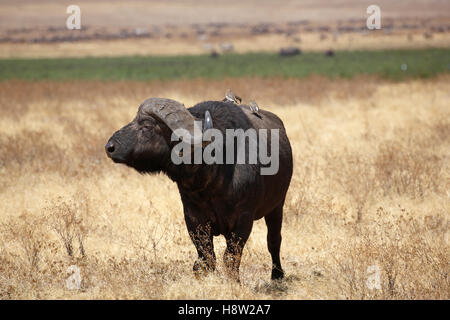 Bufali, African Buffalo (Syncerus caffer) toro in erba secca, Ngorongoro, Serengeti National Park, Tanzania Foto Stock