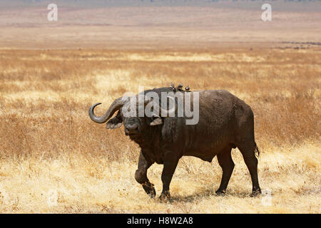 Bufali, African Buffalo (Syncerus caffer) toro in esecuzione in erba secca, Ngorongoro, Serengeti National Park, Tanzania Foto Stock
