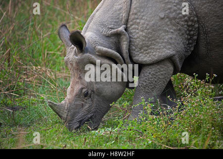 Un corno di rinoceronte (Rhinoceros unicornis) pascolare nel Chitwan il parco nazionale, Nepal, Sud Asia Foto Stock