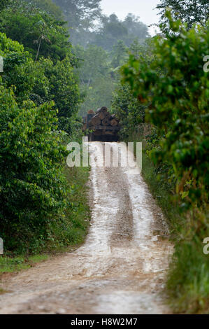 I carrelli caricati con tronchi di alberi, il disboscamento illegale, la foresta pluviale amazzonica di legname, Trairão distretto, Pará, Brasile Foto Stock